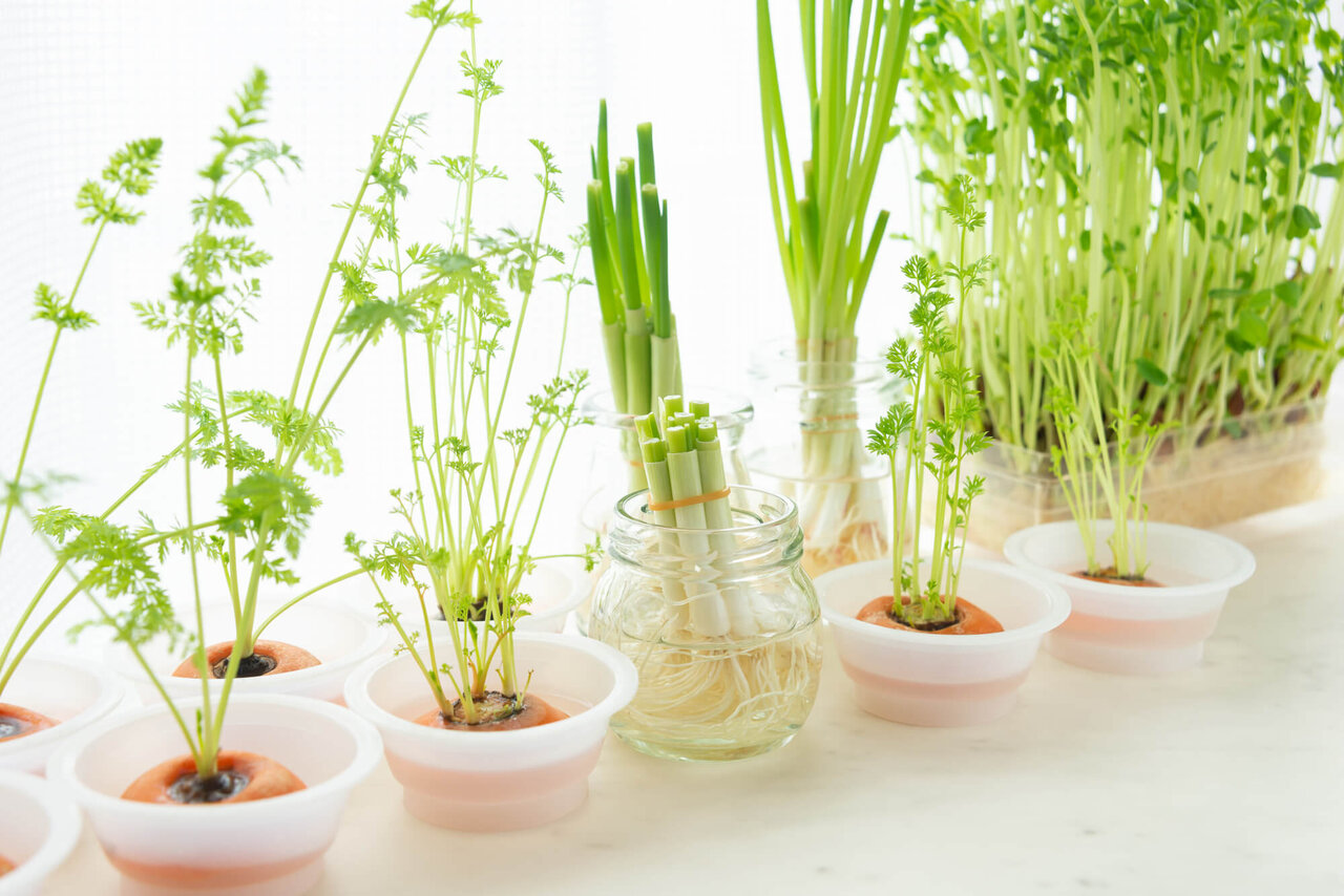 vườn rau thủy canh tái sinh vuon-rau-thuy-canh
